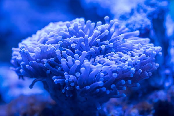 Gallbladder Polyps: Can They Be Cancerous?