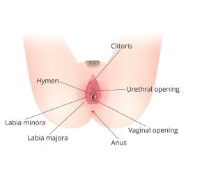 Anatomy of femal external genital organs
