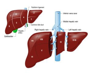 Liver transplantation