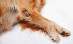 Scabies in a brown dog