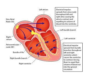 The electrical conducting system of the heart