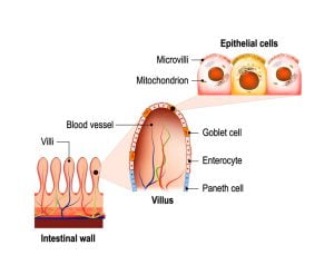 Small intestine and intestinal villi