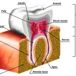 Human tooth decay anatomy diagram