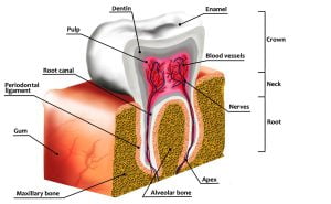 Human tooth decay anatomy diagram