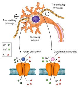 Neurotransmitters involved in Epilepsy