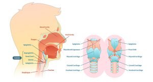Larynx