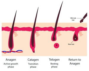 Hair growth cycle