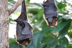 Fruit bats and Nipah virus