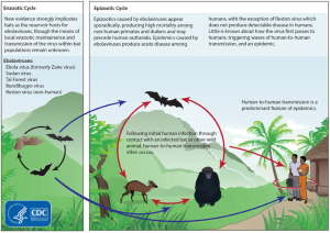 Transmission of nipah virus