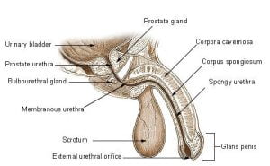 Structure of penis