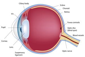 Eye Anatomy
