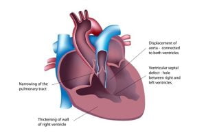 Human heart image