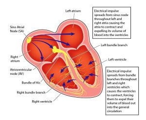Electrical conduction system of the heart