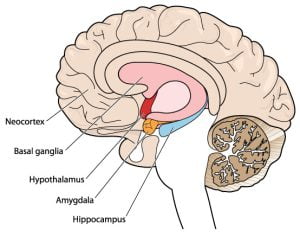Brain image