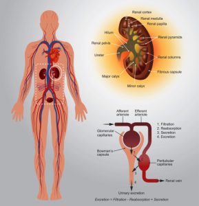 Kidney anatomy