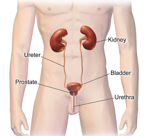 Male urinary system