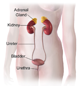 Female urinary system