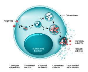 Life cycle of chlamydia