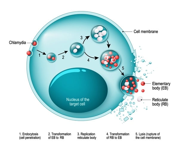 Элементарное тельце хламидий. Элементарные тельца. Chlamydia psittaci рост на средах.