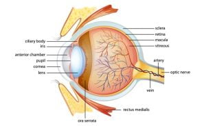Human eye anatomy