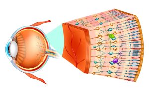 Structure of the human eye and organization of the retina and macula