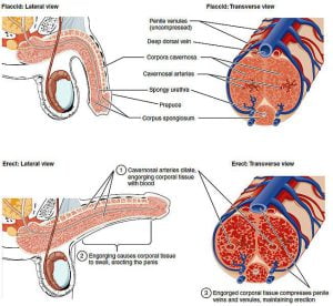 Human penis shown in different views