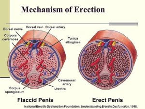 Blood flow in penis