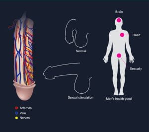 Mechanism of erection