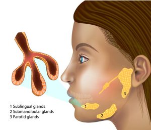 Salivary Gland Structure