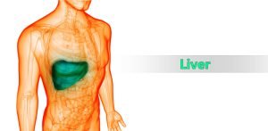 Anatomy and location of liver