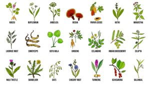 Herbal remedies for liver cirrhosis