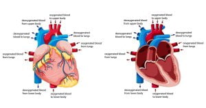 Pathway of blood flow through the heart