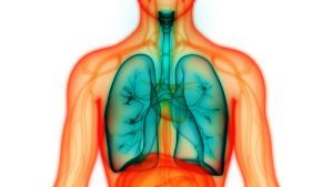 Human respiratory system