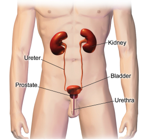 Male urinary system: Bladder anatomy in males