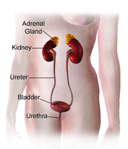 Female urinary system: Bladder anatomy in females