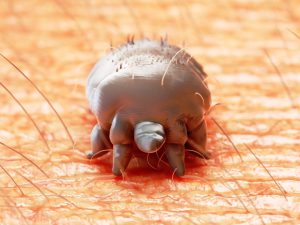 3d illustration of a scabies mite