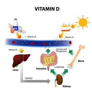 Importance of calcium and vitamin D and the mechanism of utilization