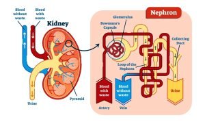 Nephron anatomy