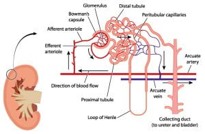 Cross section through the kidney with detail of the kidney tubule