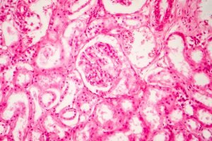 Histology of human kidney, light micrograph showing nephron