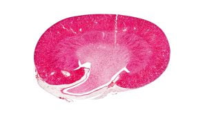 Kidney - cross section body cells under a scientific microscope