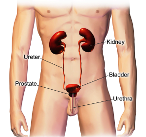 Male urinary system