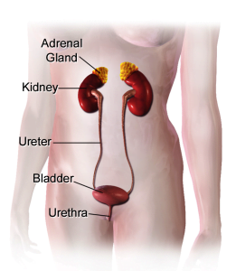 Female urinary system