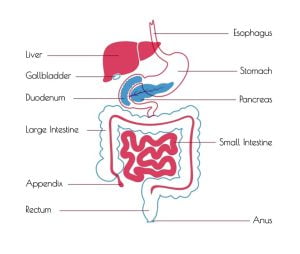 Human digestive system and gallbladder