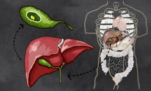 Gallbladder location and anatomy in the human body