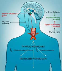 Thyroid system