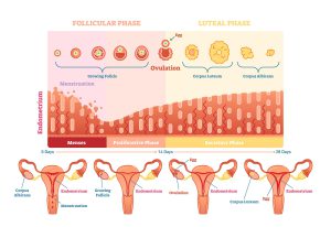 Female sexual cycle