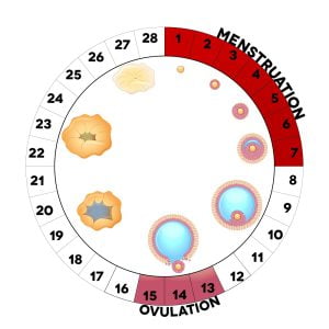 Menstrual cycle