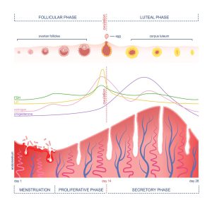 Scheme of the menstrual cycle