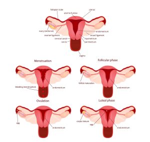 Phases of the menstrual cycle